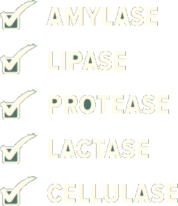 enzymes-dec